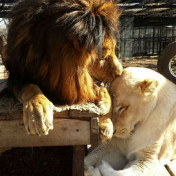 两只受虐狮子获救后 一见钟情 治愈彼此身心