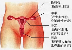 图解:你未见过的女人内生殖器