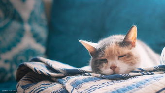 这只网红猫萌化了我的少女心