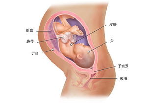36周宝宝发育标准对照表(孕36周胎儿生长情况)