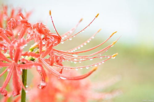 杨柳如烟春似梦,落花时节近清明 古人诗词中的清明,味道浓 寒食 寒食节 上巳 网易订阅 