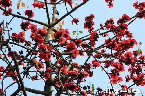 木棉花为什么是广州市花,广州市市花的由来？