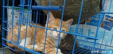 从小把猫放在笼子养,猫会变成什么样是你想看到的结果 