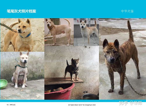 中华犬鉴 中国原生犬 土狗 分类 