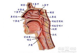 慢性咽炎可以治好吗