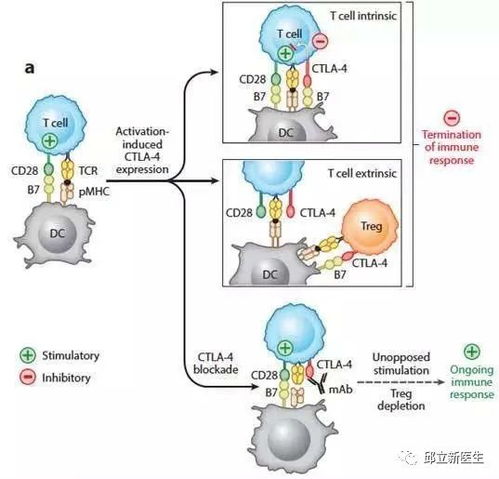 想用免疫治疗又不懂作用原理 先来看看肿瘤与免疫系统不得不说的故事