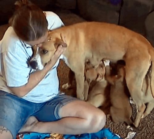 狗妈妈一家被丢在操场,它尽最大的努力保护9只小狗,身上还有伤