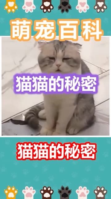 奇奇怪怪的猫猫冷知识又增加了,你学废了吗 