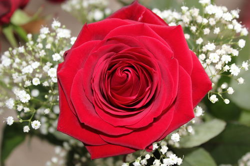 玫瑰之约 明天情人节,900朵玫瑰大派送