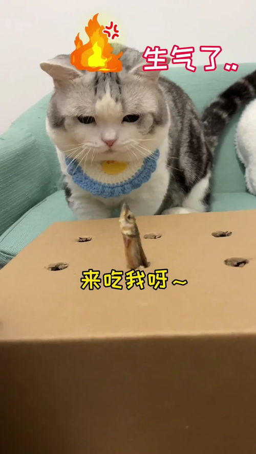 小猫咪吃鱼怎么还生气了 