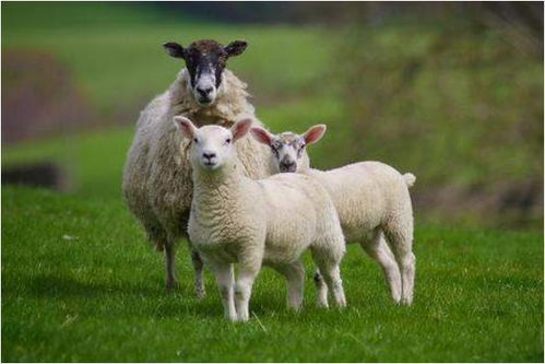 属羊的人属于什么物品