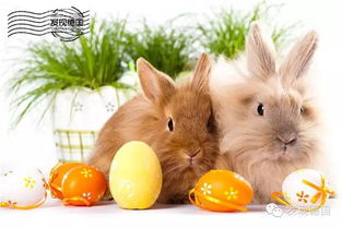 复活节和兔子 