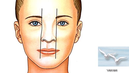 审美趋势 隆鼻术中鼻尖的形态美学分析