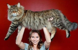 纽约第一巨猫 4岁缅因猫重28磅 食量惊人