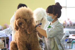有必要去北京的宠物美容学校学习吗