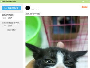 太残忍 猫就是用来虐的 记者卧底虐猫QQ群发现惊人内幕