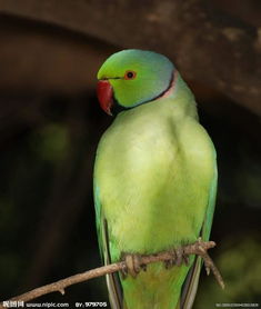 绿颊锥尾鹦鹉指名亚种图册 