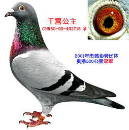 胡本 贵州贵阳新力鸽业 