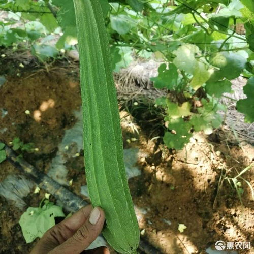 丝瓜种子（丝瓜种子：生长、用途及营养价值的全面解析）