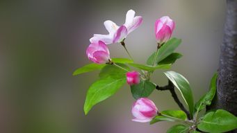 十大不吉利花海棠 四大名贵海棠