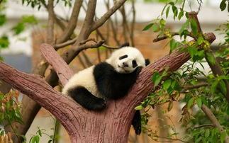 熊猫现在大概有多少只（世界上唯一不属于中国的）