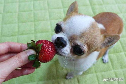 狗狗可以吃草莓吗,草莓虽营养丰富,但也要从这三个方面加以注意