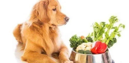 狗狗不能吃的6种蔬菜,犯错就很危险