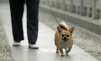 时 事 杭州 禁狗令 禁的应该是人还是狗