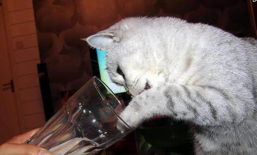 猫咪喝水前为什么先要用爪子蘸一蘸呢 原来是这样