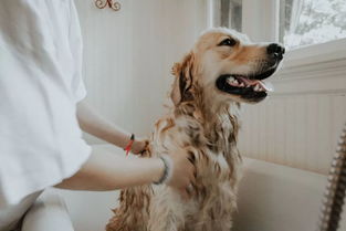 怎么给狗洗澡,怎么给狗洗澡不反抗