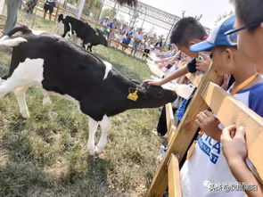 科普奶牛知识,新华小记者国庆节走进邓州盛全牧场好开心