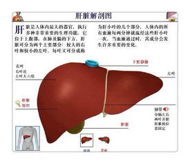 分享肝脏保健知识 了解肝脏的功能吗 