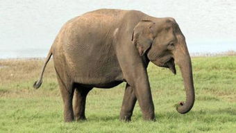 大象图片大全 非洲象