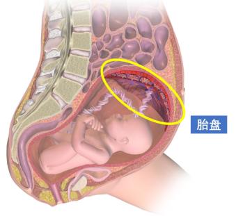 为了模拟胎盘发育,他们让干细胞 怀上了