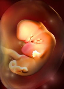 胎儿成长过程图(详解胎宝宝在肚肚里的成长过程)