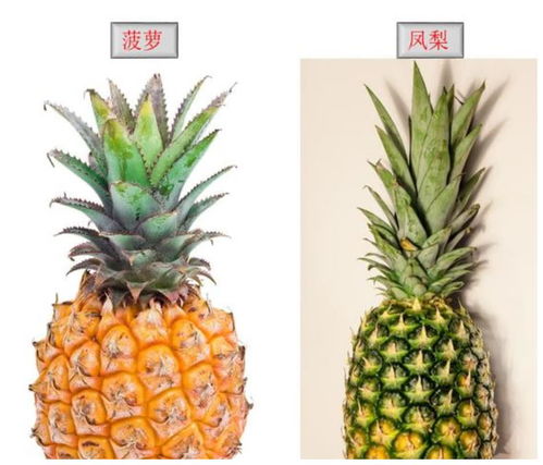 凤梨跟菠萝有什么区别 凤梨就是菠萝吗