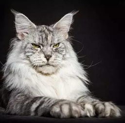 为了呈现缅因猫的王之蔑视气势,看完他拍的照片后... 