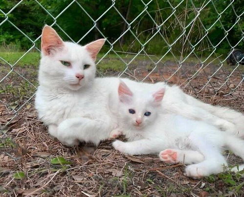 怀孕女子救了一只怀孕的流浪猫,没想到它竟跟主人同时生娃