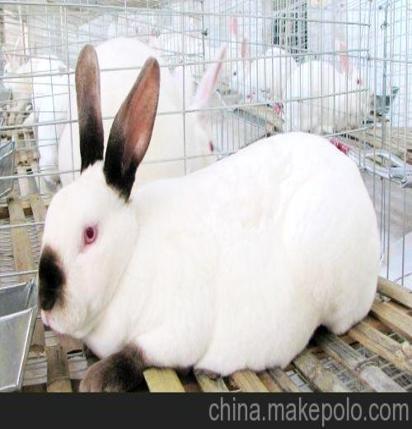 大地最新兔子品种价格 獭兔市场行情 獭兔养殖基地 獭兔价格