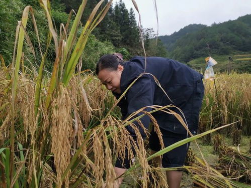 从江法院 在希望的田野上,法院干警秋收忙