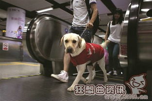 中国导盲犬使用情况的现状,目前中国有多少只导盲犬