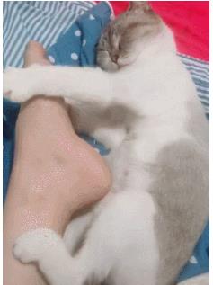 猫咪抱着主人的脚,睡得很香甜,网友 它肯定梦到了咸鱼 