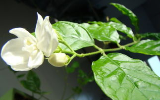 莱莉花有毒吗可以放在室内养吗,居室内盆栽茉莉花的花香对身体是否有害？