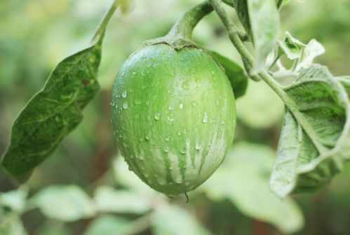 茄子想高产 浇水摘叶处处 小心机 ,什么时候采收是关键