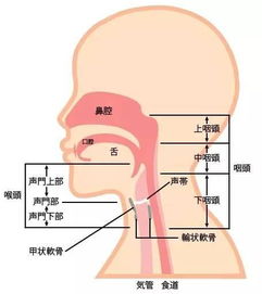 咽喉癌 发声困难不一定是感冒导致的