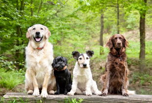 老年犬春季护理怎么做 专业兽医师给您十条建议 狗狗 