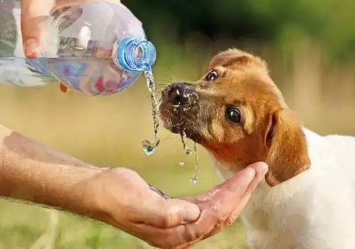 99.5 的养狗人绝对不知道,狗狗喝水竟然会中毒 