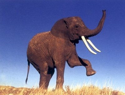 大象身上的肉这么多,为什么人类不饲养大象来吃肉