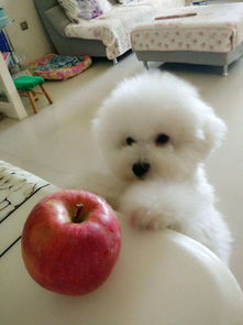 狗狗可以吃苹果吗 