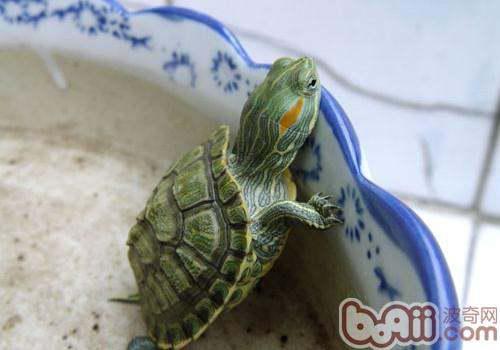 为什么小的巴西龟不能冬眠呢... 